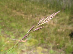 Rytidosperma semiannulare