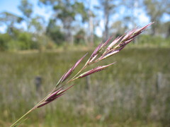 Rytidosperma semiannulare