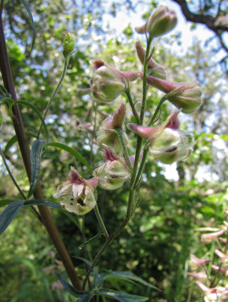 California larkspur (A guide to the flowers of Yosemite National Park