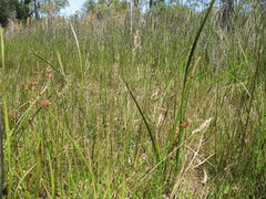 Rytidosperma semiannulare