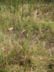 Rytidosperma semiannulare