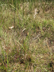Rytidosperma semiannulare