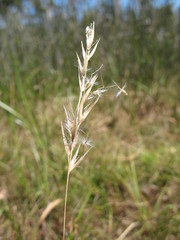 Rytidosperma semiannulare