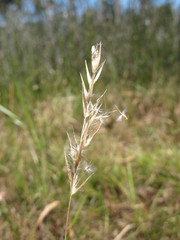 Rytidosperma semiannulare