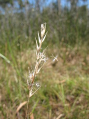 Rytidosperma semiannulare