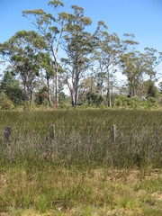 Rytidosperma semiannulare