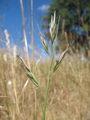 Rytidosperma fulvum