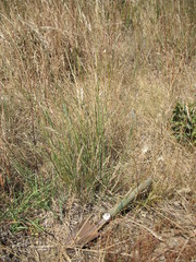 Rytidosperma fulvum