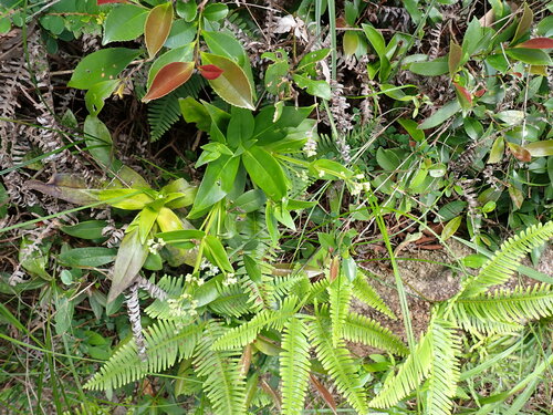 Image of Hedyotis acutangula by (c) W Rao, some rights reserved (CC BY)
