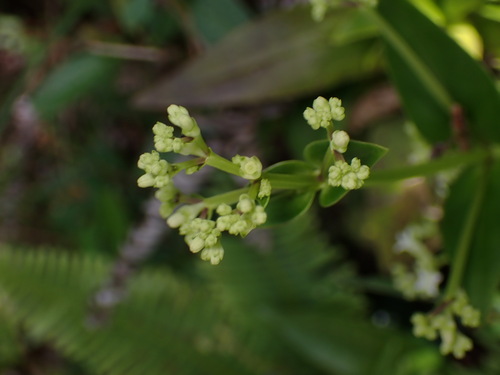 Image of Hedyotis acutangula by (c) W Rao, some rights reserved (CC BY)