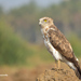 Short-toed Snake-Eagle - Photo (c) Vijay Vanaparthy, some rights reserved (CC BY), uploaded by Vijay Vanaparthy
