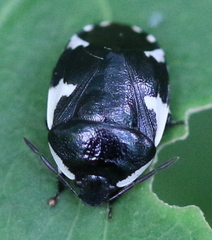 Tritomegas sexmaculatus
