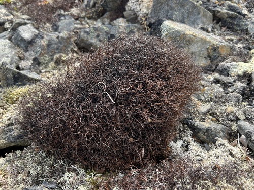 Heath Foxhair Lichen