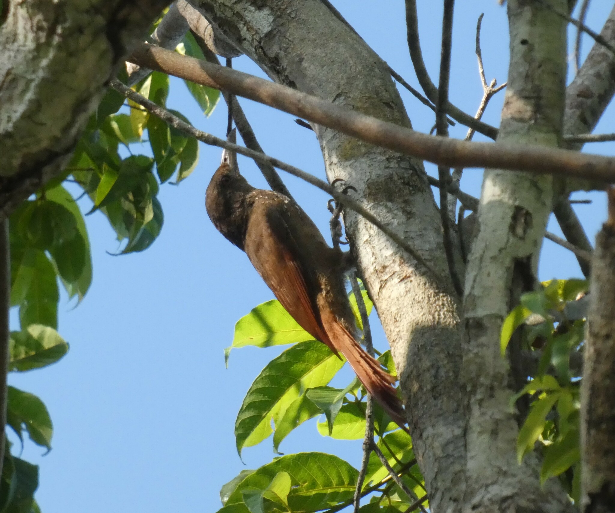 Cinnamon-throated Woodcreeper (Dendrexetastes rufigula), photo 5
