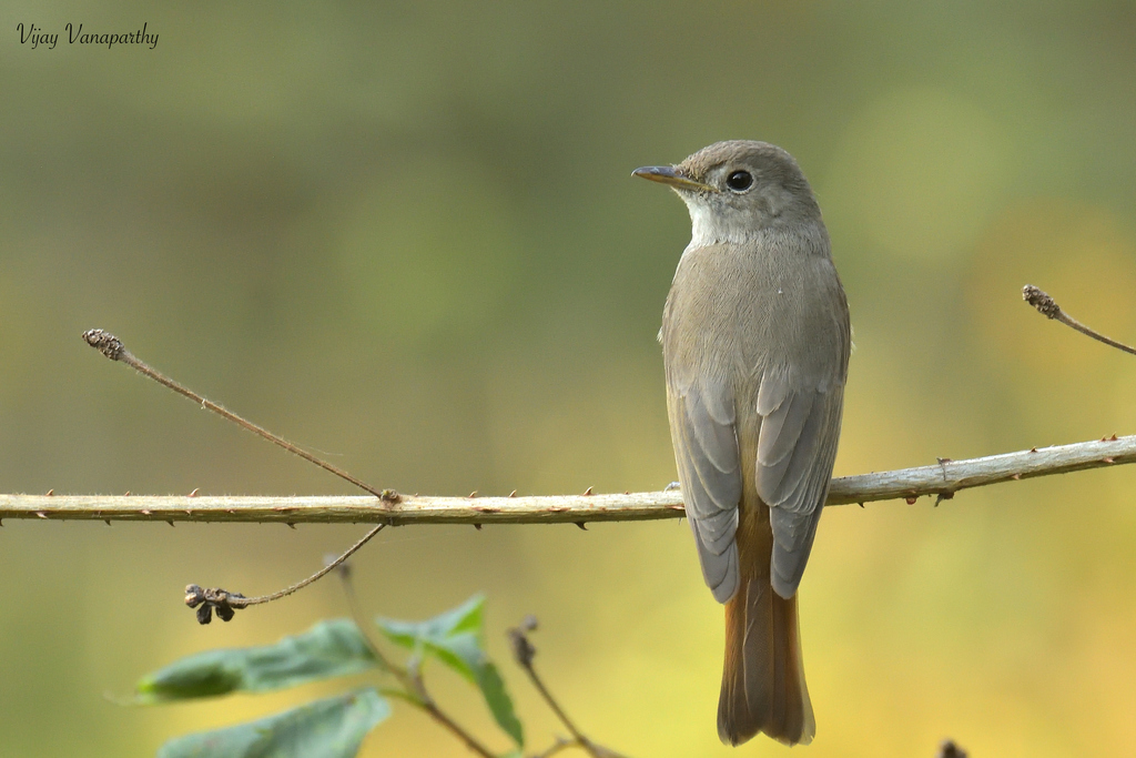 Rusty-tailed Flycatcher