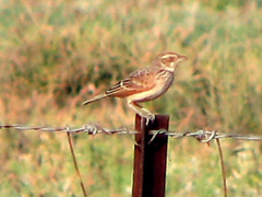 Mirafra javanica