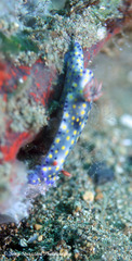Hypselodoris roo