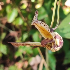 Aristolochia gibertii