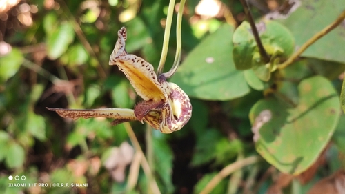 Aristolochia gibertii, photograph 1