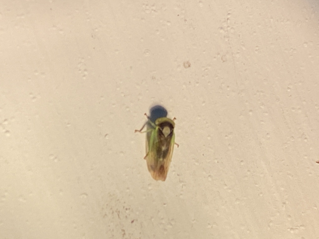 Populicerus stellaris