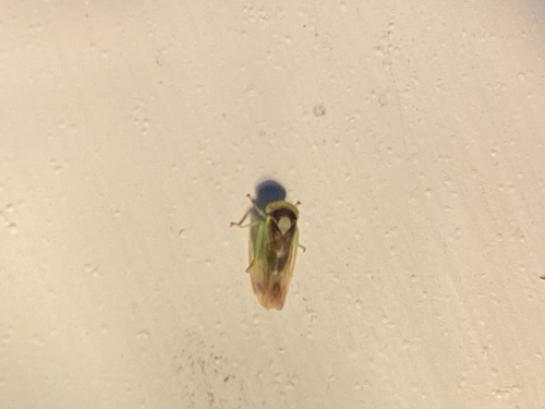 Populicerus stellaris