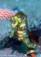 Hippocampus comes