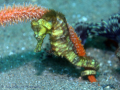 Hippocampus comes