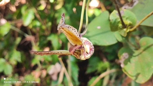 Aristolochia gibertii, photograph 2