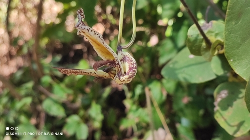 Aristolochia gibertii, photograph 3