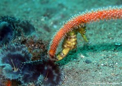 Hippocampus comes