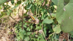 Aristolochia gibertii, photograph Thomaz Ricardo Favreto Sinani, CC BY, iNaturalist via GBIF