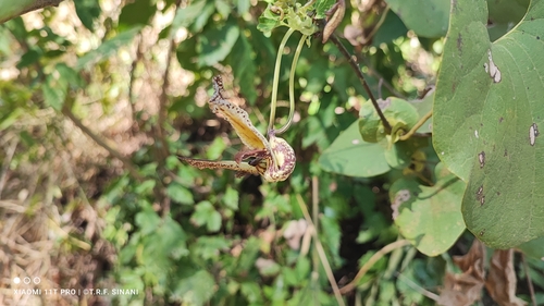 Aristolochia gibertii, photograph 5