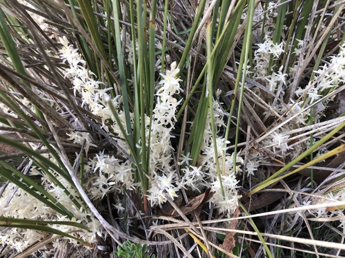 Lomandra effusa (Lindl.) Ewart
