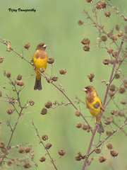 Emberiza bruniceps