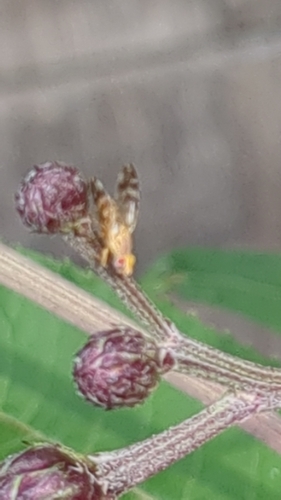 Neaspilota vernoniae