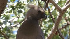 Corythaixoides concolor bechuanae