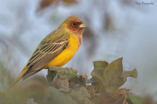 Red-headed Bunting, photo 2 of 10