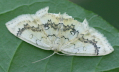 Cyclophora annularia