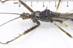 Saicinae