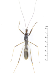 Saicinae