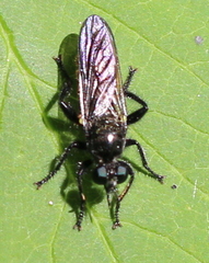 Laphriini