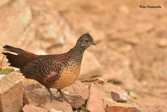 Galloperdix lunulata