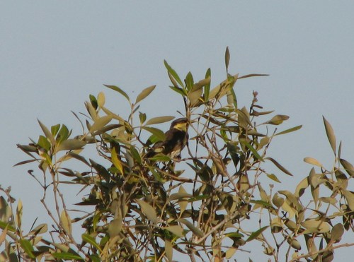 Gavicalis fasciogularis