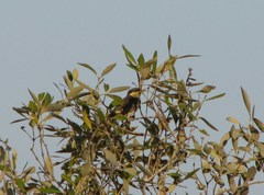 Gavicalis fasciogularis