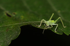 Meconema