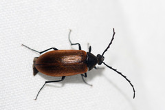 Pseudocistela ceramboides