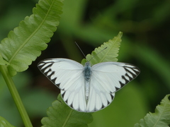 Appias libythea