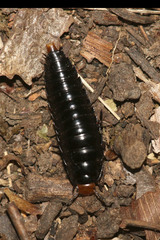 Dendroxena quadrimaculata