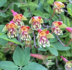 Tropaeolum pentaphyllum
