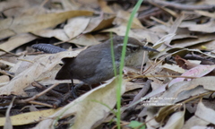 Thryomanes bewickii
